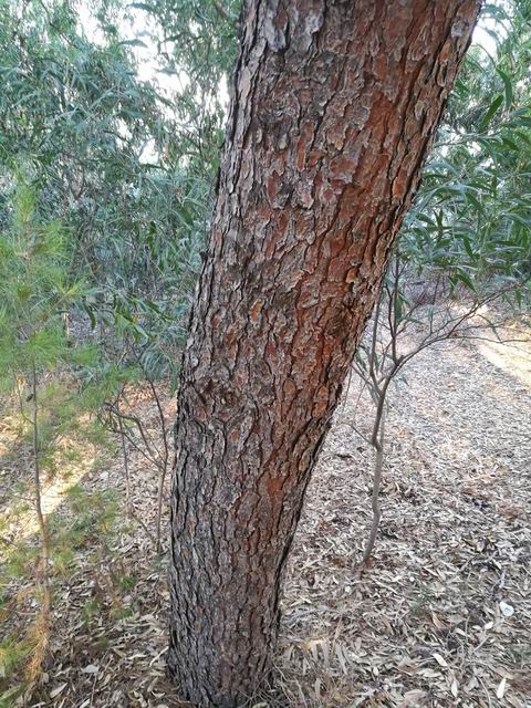 Pinus halepensis (cfr.)